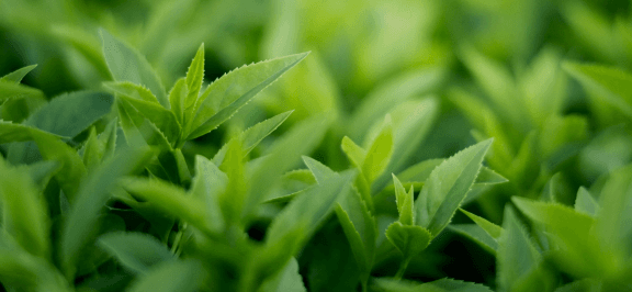 Tea from Sri Lanka